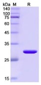 SDS-PAGE (PCK1-4807H).jpg